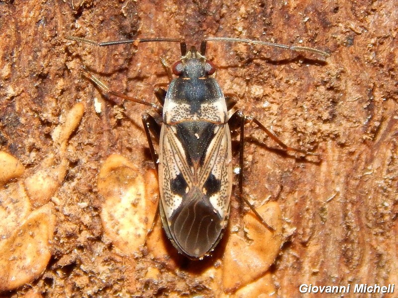 Lygaeidae: Rhyparochromus vulgaris del Parco del Ticino